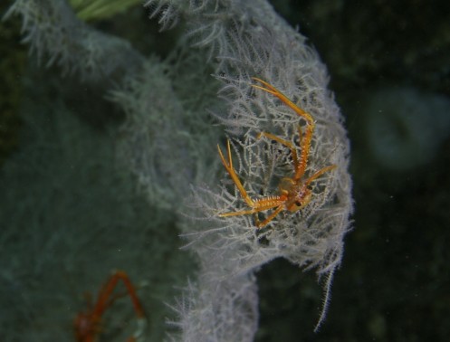 A close-up of a squat lobster on Lophelia coral that we never would have been able to capture with our prime lens.